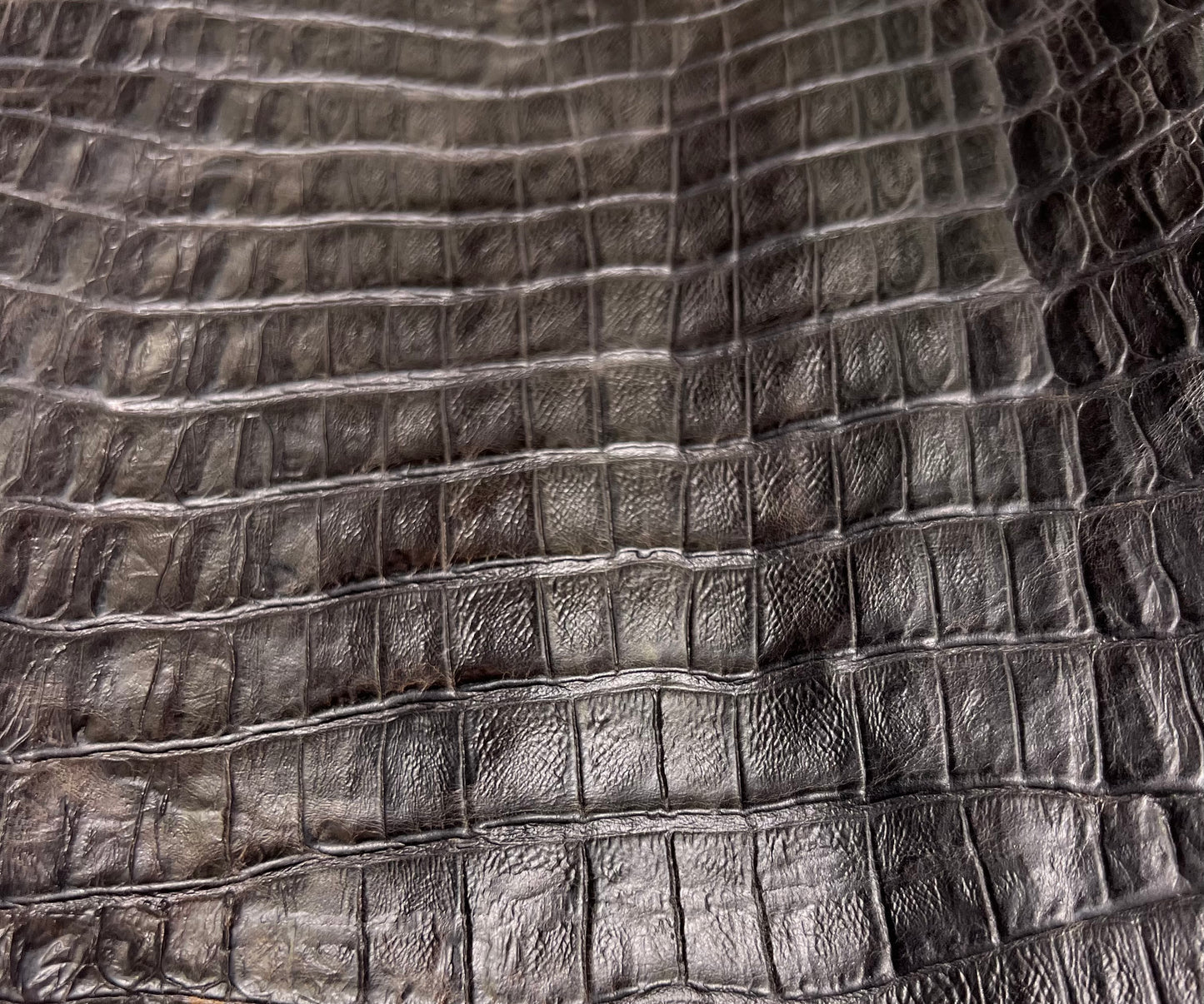 Authentic Tail Gator