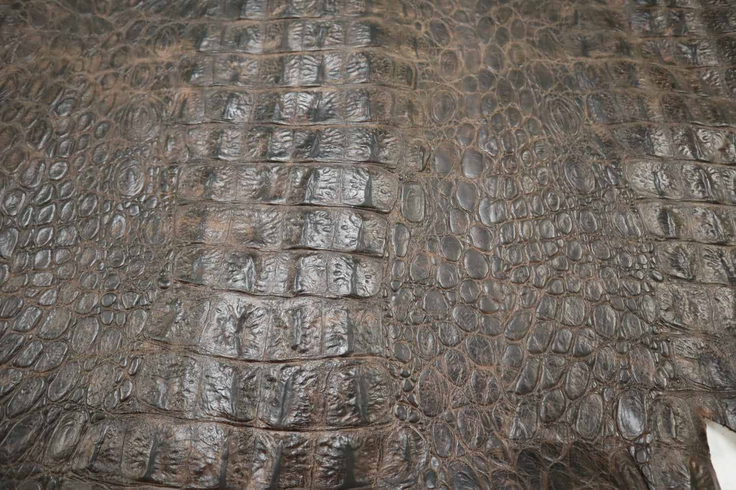Authentic Super Gator